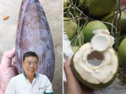Giảm đau lưng, thoái hóa khớp từ bắp chuối già và dừa xiêm