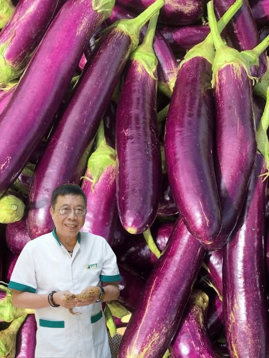 Món nước từ cà tím giúp hoạt huyết, tán ứ, giảm đau lưng, mỏi gối