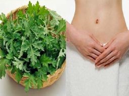 Một nắm ngải cứu – “Cứu tinh” cho đau bụng kinh, khí huyết kém