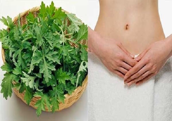 Một nắm ngải cứu – “Cứu tinh” cho đau bụng kinh, khí huyết kém