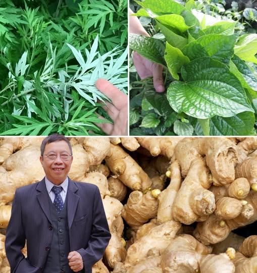 Ngâm chân 3 vị thuốc dân dã ngải cứu, lá lốt, gừng giúp ấm giấc ngủ ngon