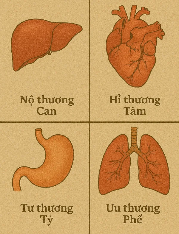 Nộ thương Can, hỉ thương Tâm, tư thương Tỳ, ưu thương Phế, khủng thương Thận