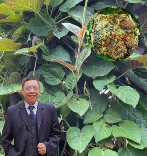 3 cách dân dã chữa trào ngược dạ dày bằng lá mơ lông