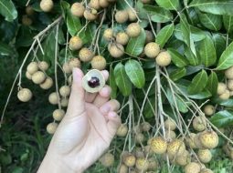 Hạt nhãn – vị thuốc nhỏ mà có võ, giúp bổ thận, giảm đau, liền gân cốt