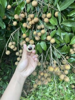 Hạt nhãn – vị thuốc nhỏ mà có võ, giúp bổ thận, giảm đau, liền gân cốt