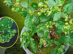 Chỉ nắm lá sung: Làm sạch mỡ máu, hạ đường, tốt gan tiêu hóa