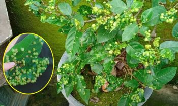 Chỉ nắm lá sung: Làm sạch mỡ máu, hạ đường, tốt gan tiêu hóa