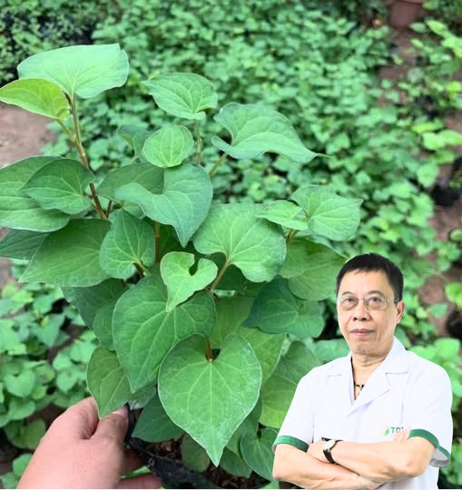 11 Bệnh “kỵ” cực sợ rau diếp cá – Mẹo quý trong vườn nhà