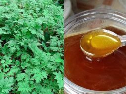Bí quyết chữa đau đầu bằng ngải cứu với 4 mẹo