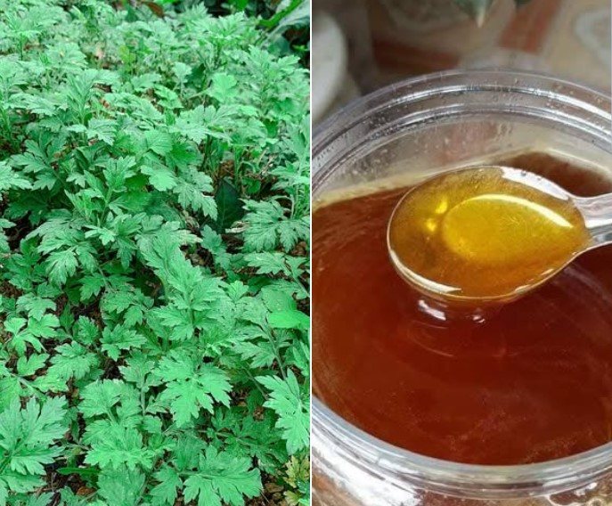 Bí quyết chữa đau đầu bằng ngải cứu với 4 mẹo