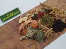 Bài thuốc chữa rối loạn mỡ máu thuốc dân tộc