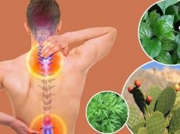Bài thuốc chữa thoái hóa cột sống lưng hiệu quả từ thảo dược thiên nhiên