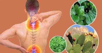 Bài thuốc chữa thoái hóa cột sống lưng hiệu quả từ thảo dược thiên nhiên