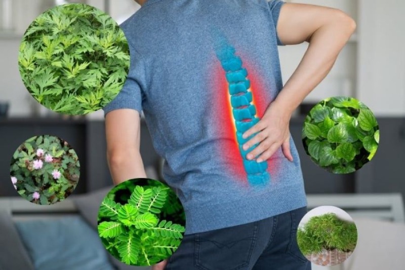 Cách chữa thoái hóa cột sống bằng dân gian hiệu quả dễ tìm