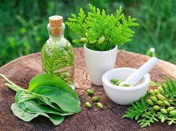 Cách chữa thoát vị đĩa đệm tại nhà bằng bài thuốc dân gian hiệu quả