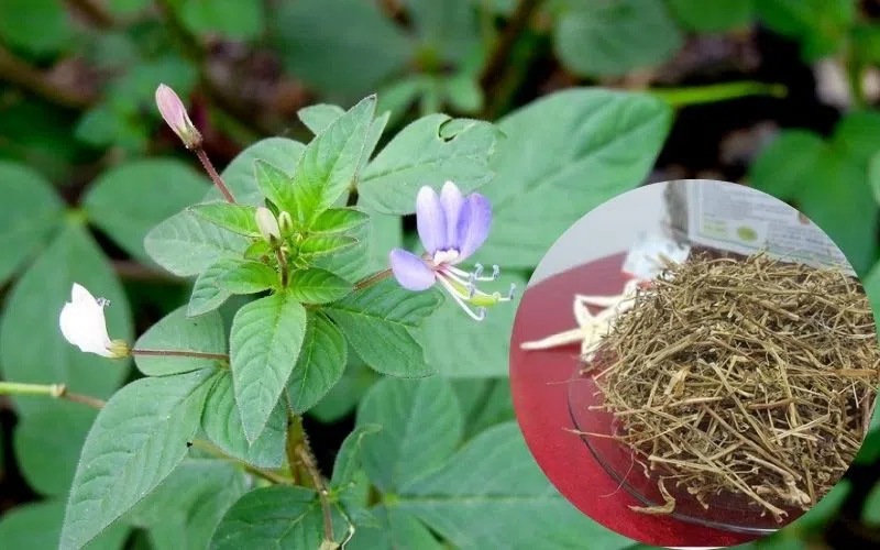 Cây Mần Ri Chữa Thoát Vị Đĩa Đệm – Cách Dùng Hiệu Quả, An Toàn
