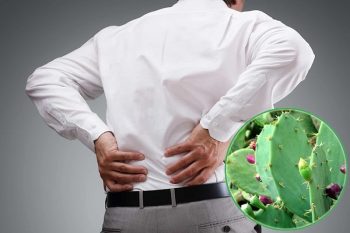 Chữa thoái hóa cột sống hiệu quả bằng cây xương rồng – Hướng dẫn chi tiết