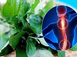 Tác dụng tuyệt vời của lá lốt trong việc hỗ trợ giảm triệu chứng thoái hóa cột sống