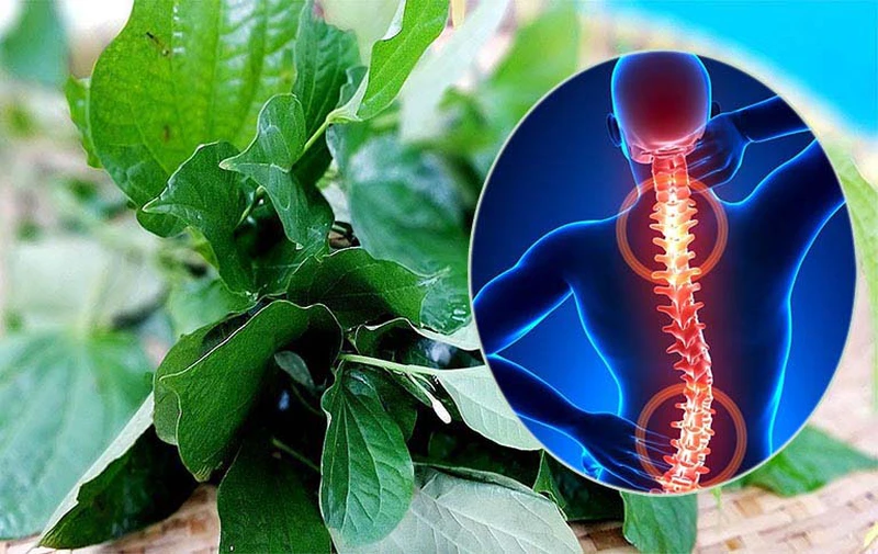 Tác dụng tuyệt vời của lá lốt trong việc hỗ trợ giảm triệu chứng thoái hóa cột sống