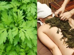 Các cách chữa thoái hóa cột sống bằng lá ngải cứu