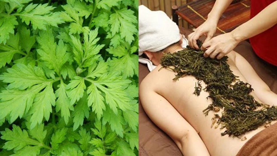 Các cách chữa thoái hóa cột sống bằng lá ngải cứu
