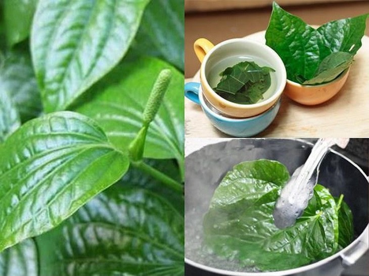 Chữa thoát vị đĩa đệm tại nhà bằng lá lốt: hiệu quả giảm đau tự nhiên