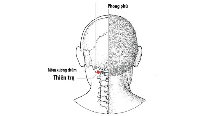 Huyệt Thiên Trụ liên quan tới các vấn đề cổ - vai gáy và đầu