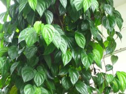 Lá trầu không – Hết trào ngược dạ dày, ợ hơi, diệt sạch HP