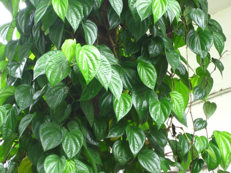 Lá trầu không – Hết trào ngược dạ dày, ợ hơi, diệt sạch HP