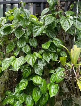 Mẹo 2 cách hiệu quả chữa trào ngược dạ dày bằng lá trầu không