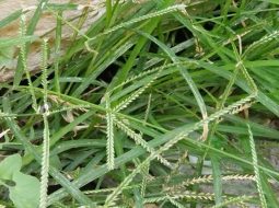 Cỏ mần trầu chữa bệnh trĩ – Cách dùng đúng để giảm sưng đau