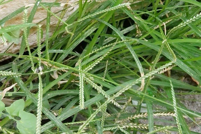 Cỏ mần trầu chữa bệnh trĩ – Cách dùng đúng để giảm sưng đau