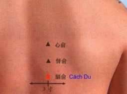 Huyệt Cách Du có vị trí nằm ở trên lưng