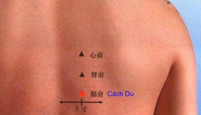 Huyệt Cách Du có vị trí nằm ở trên lưng