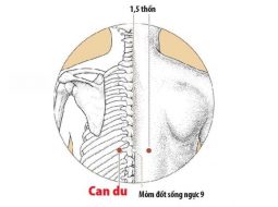 Huyệt Can Du tác động rất nhiều tới gan mật