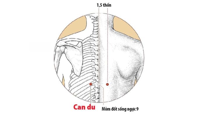 Huyệt Can Du tác động rất nhiều tới gan mật
