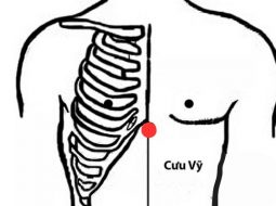 Huyệt Cưu Vĩ nằm ngay vùng xương ức