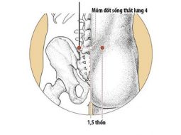 Huyệt Đại Trường Du nằm ngang với gai sống lưng thứ 4