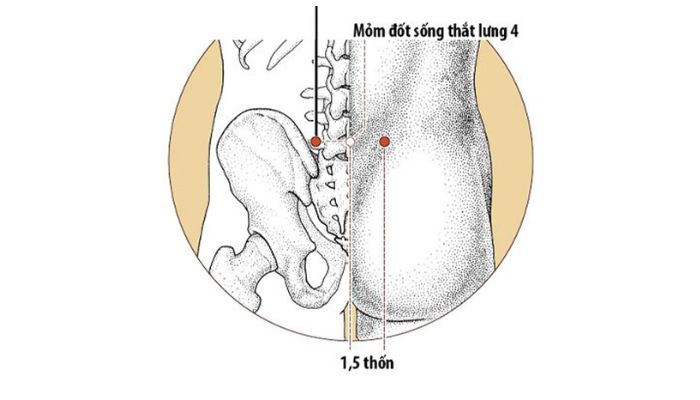 Huyệt Đại Trường Du nằm ngang với gai sống lưng thứ 4