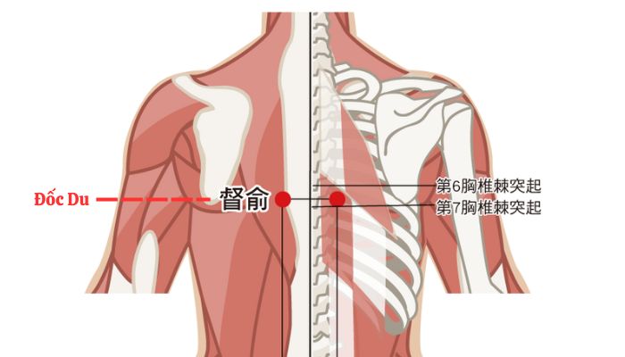 Huyệt Đốc Du là vị trí huyệt rất quan trọng ở trên lưng