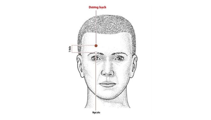 Huyệt Dương Bạch nằm bên trên lông mày