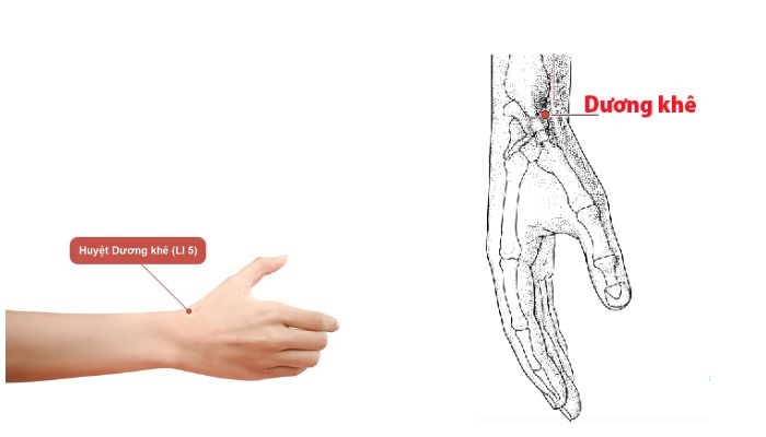 Huyệt Dương Khê dùng nhiều trong chủ trị các vấn đề về tay