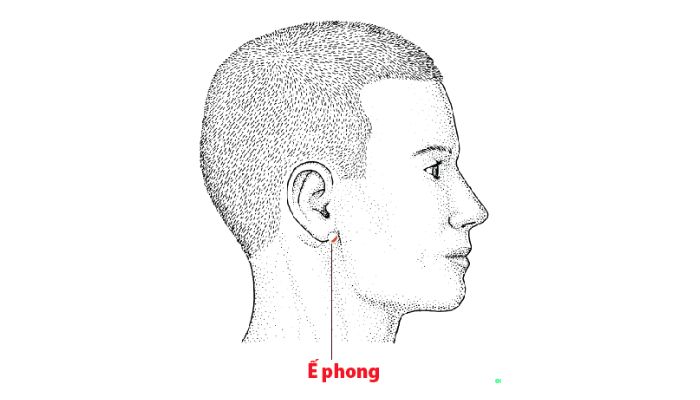 Huyệt Ế Phong giúp điều hòa khí huyết vùng tai – cổ – mặt