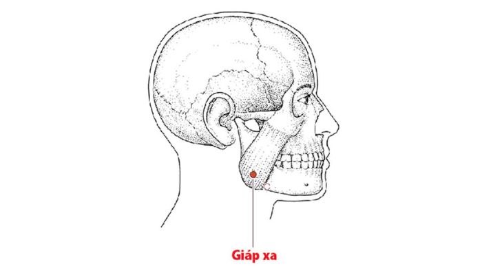Huyệt Giáp Xa nằm ở vị trí góc hàm