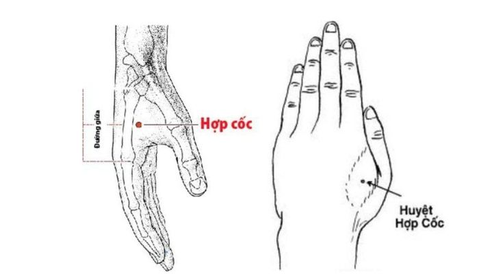 Huyệt Hợp Cốc hỗ trợ giảm đau rất tốt