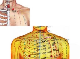 Huyệt Khí Xá thuộc vào kinh Vị