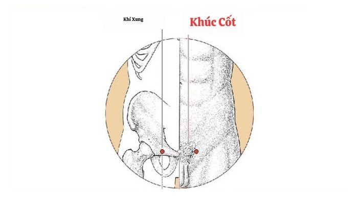 Huyết Khúc Cốt giúp điều hòa công năng bàng quang, tử cung, thận