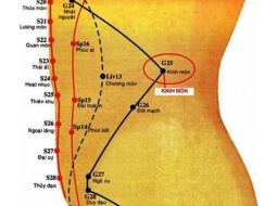 Huyệt Kinh Môn hỗ trợ giảm đau lưng, trướng bụng, rối loạn kinh nguyệt