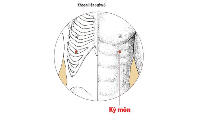 Huyệt Kỳ Môn nằm ở khoang liên sườn thứ 6