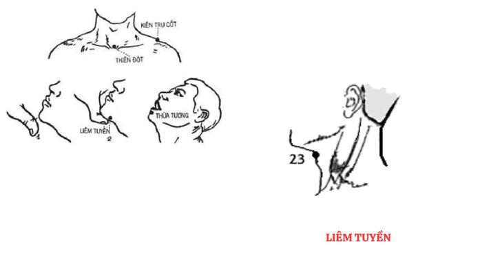 Huyệt Liêm Tuyền chủ trị các vấn đề liên quan tới cổ họng
